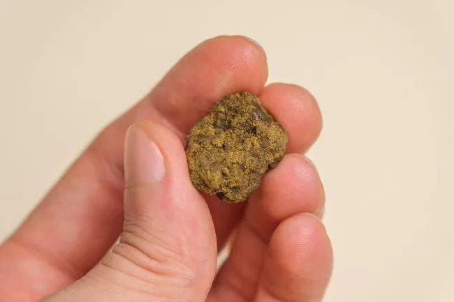 a man’s hand holds up a chunk of densely pressed cannabis hash