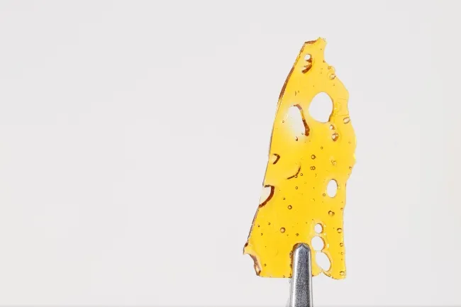 golden piece of cannabis shatter that is transparent and filled with holes being held by a metal tool