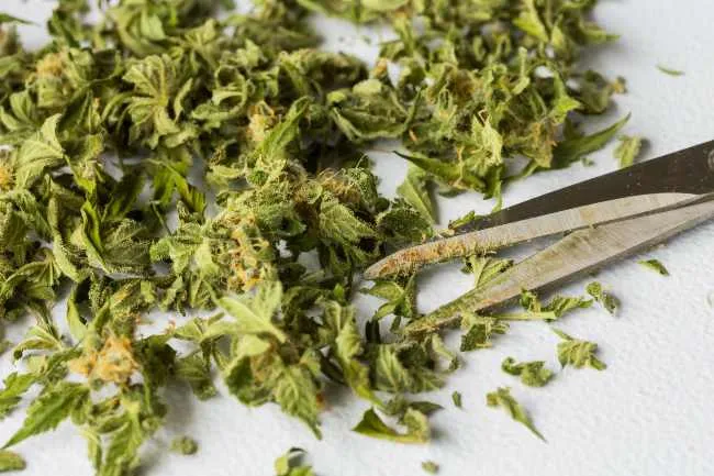 scissors lay next to a pile of trim from cutting cannabis