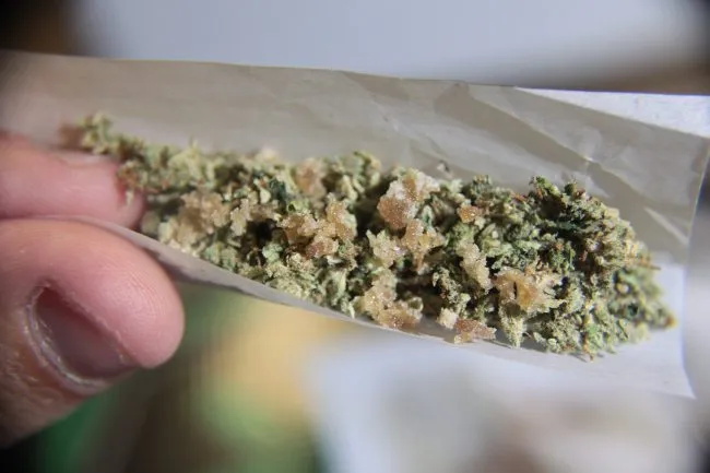 a joint paper folded in half with ground up weed and wax crumbles disbursed within it