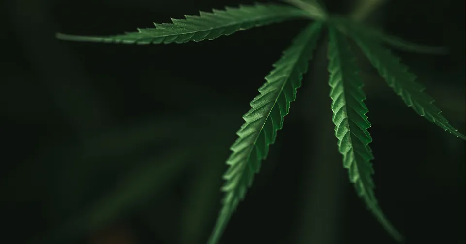 Cannabis leaf illustrating the sativa strain.