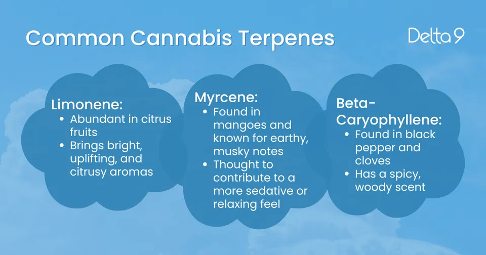 An infographic describing common cannabis terpenes with a blue sky and clouds in the background.