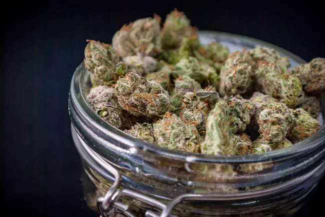a mason jar filled with nugs of green and purple cannabis