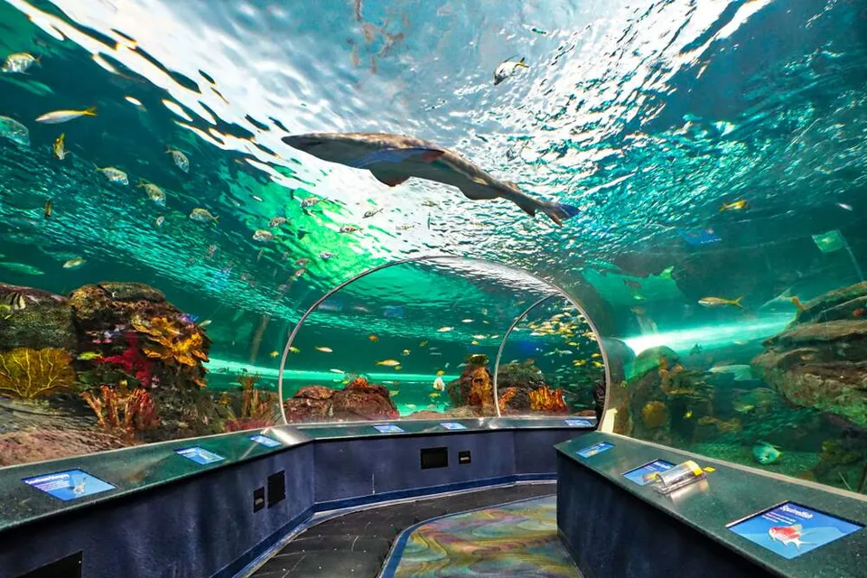 A shark swims in Ripley’s underwater scenic tunnels, surrounded by yellow tropical fish.